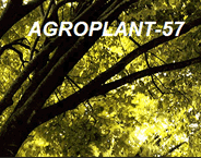 FRUIT NURSERY AGROPLANT-57
