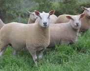 ELITE SHEEP FARM PODKREPA VILLAGE